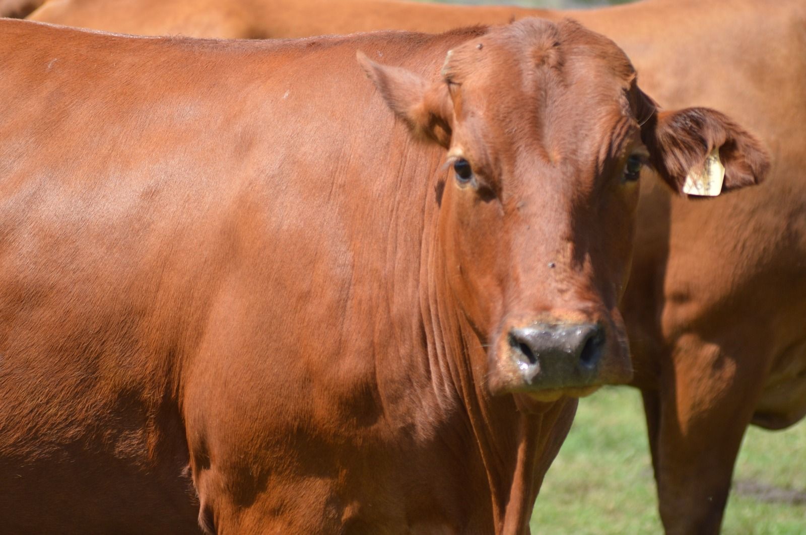 Individual cow close