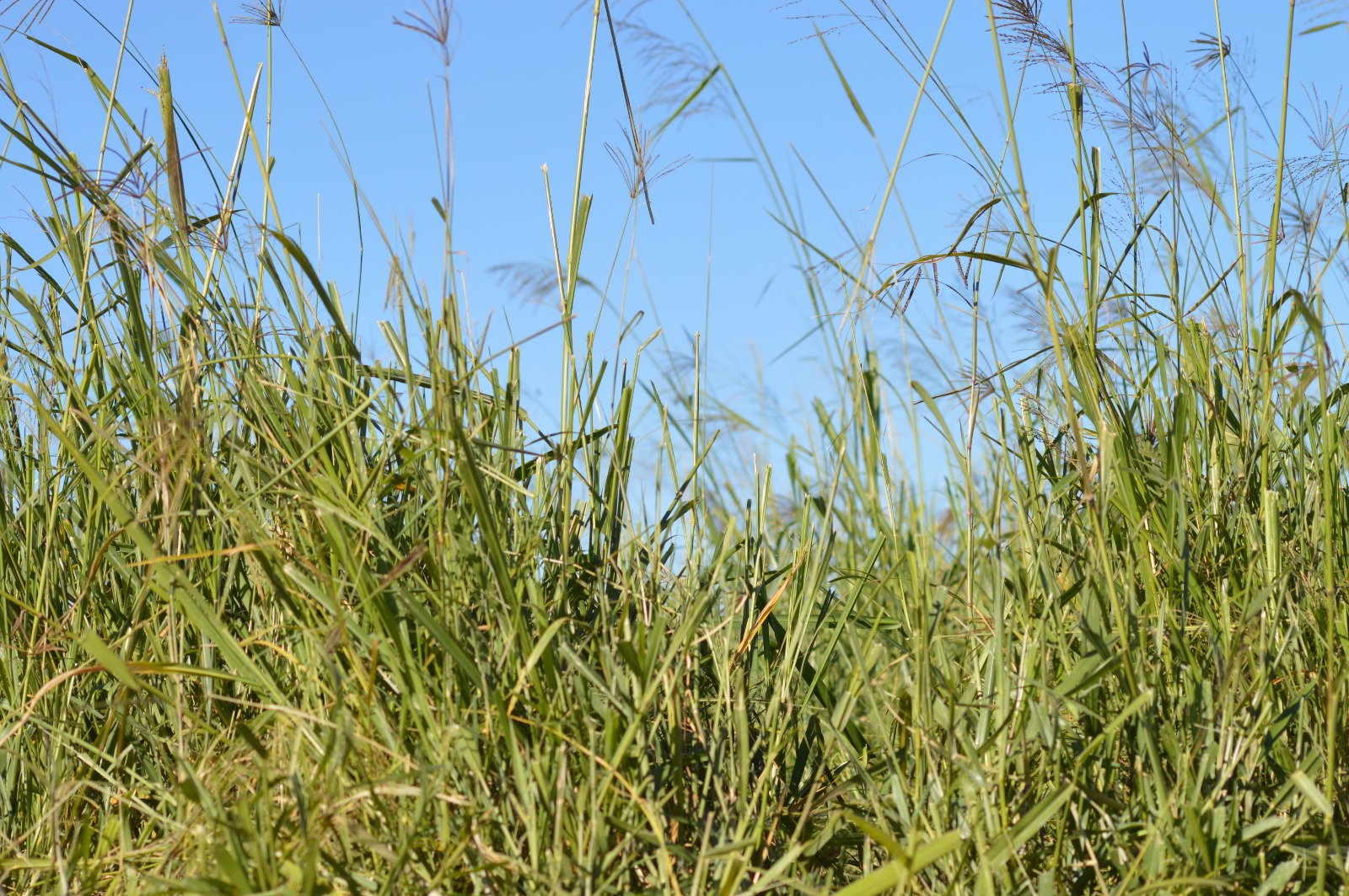 Eragrostis / Mix field