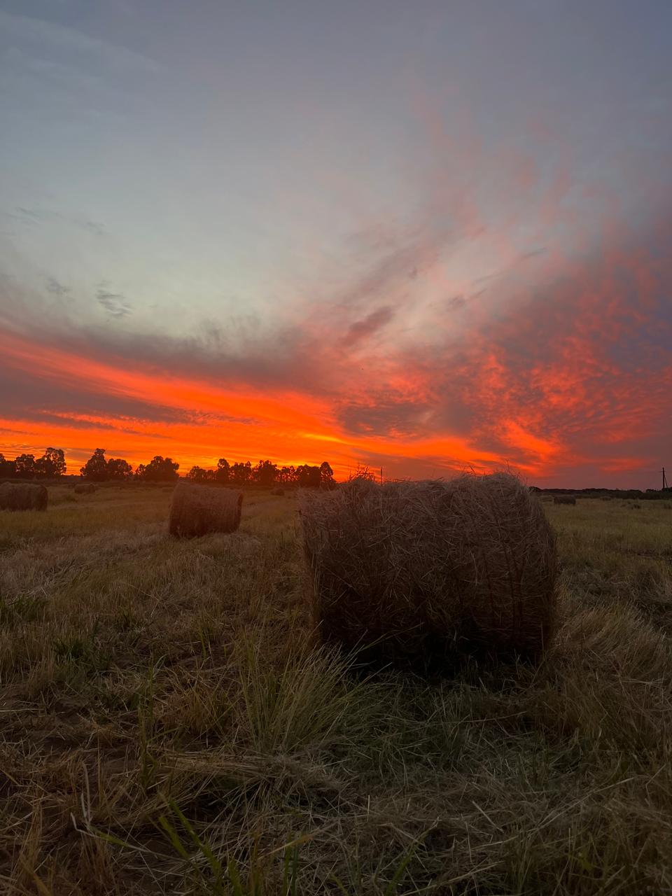 Eragrostis / Mix Hay — Riverside Ranch