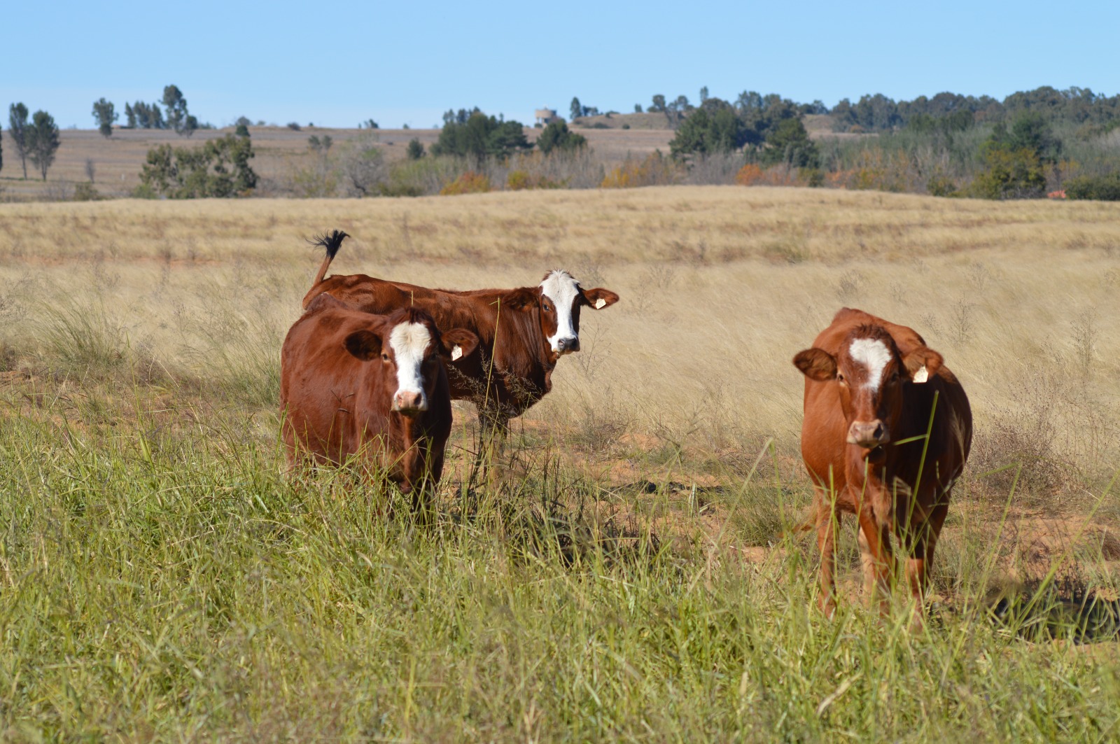 Simmental Cross — Riverside Ranch