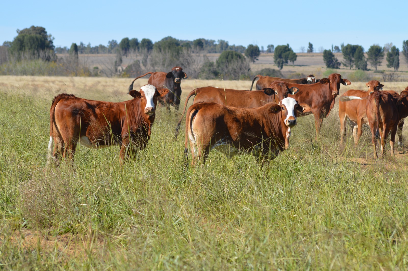 Simmental cross veld