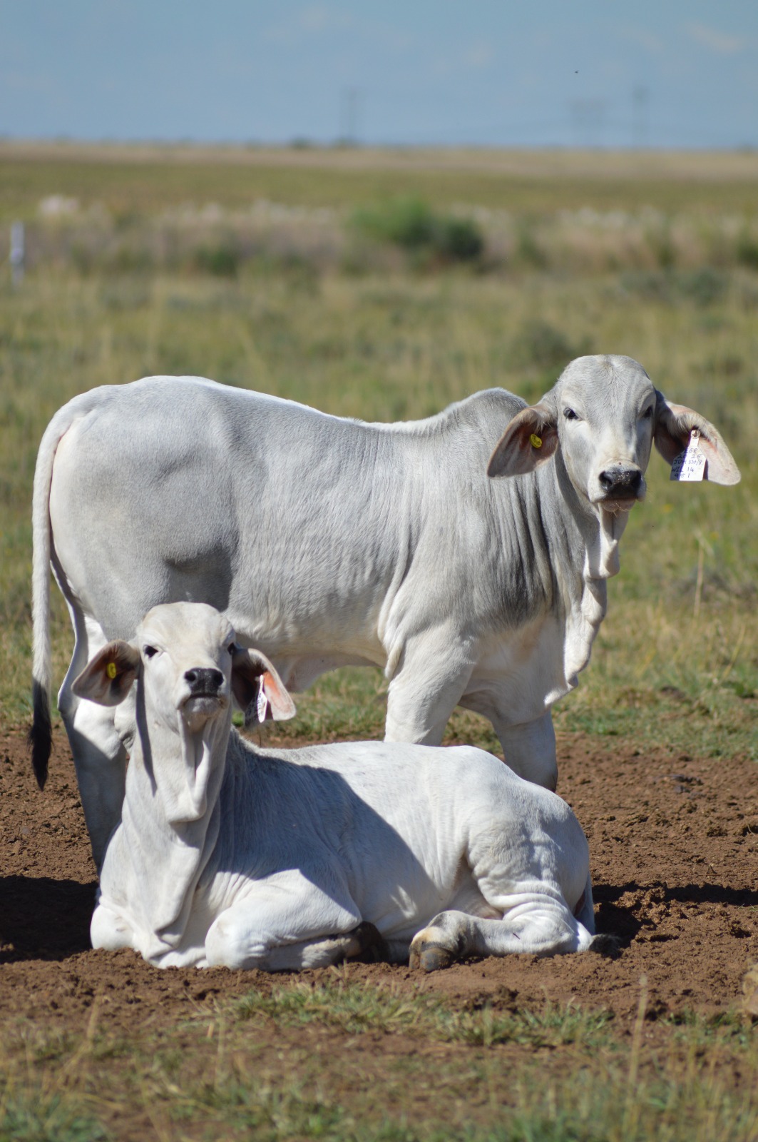 Embryo Programme — Riverside Ranch