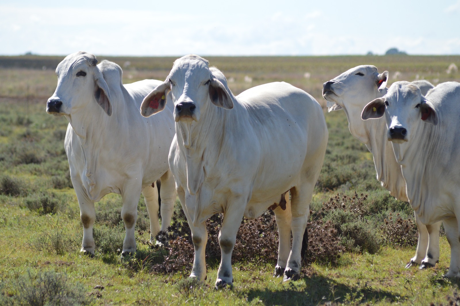 Brahman stud herd, Riverside Ranch