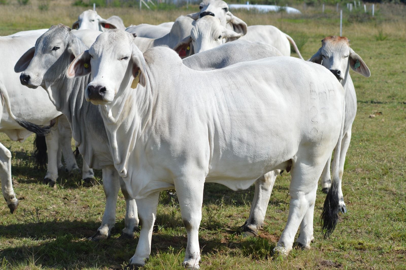 Thandiwe 204 — RR-2020-204