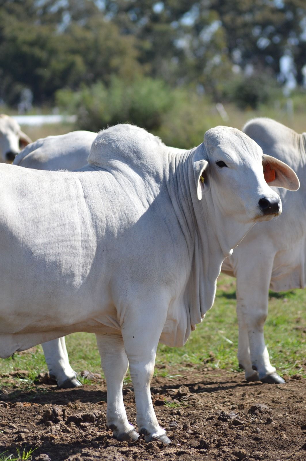 Thandiwe with calf