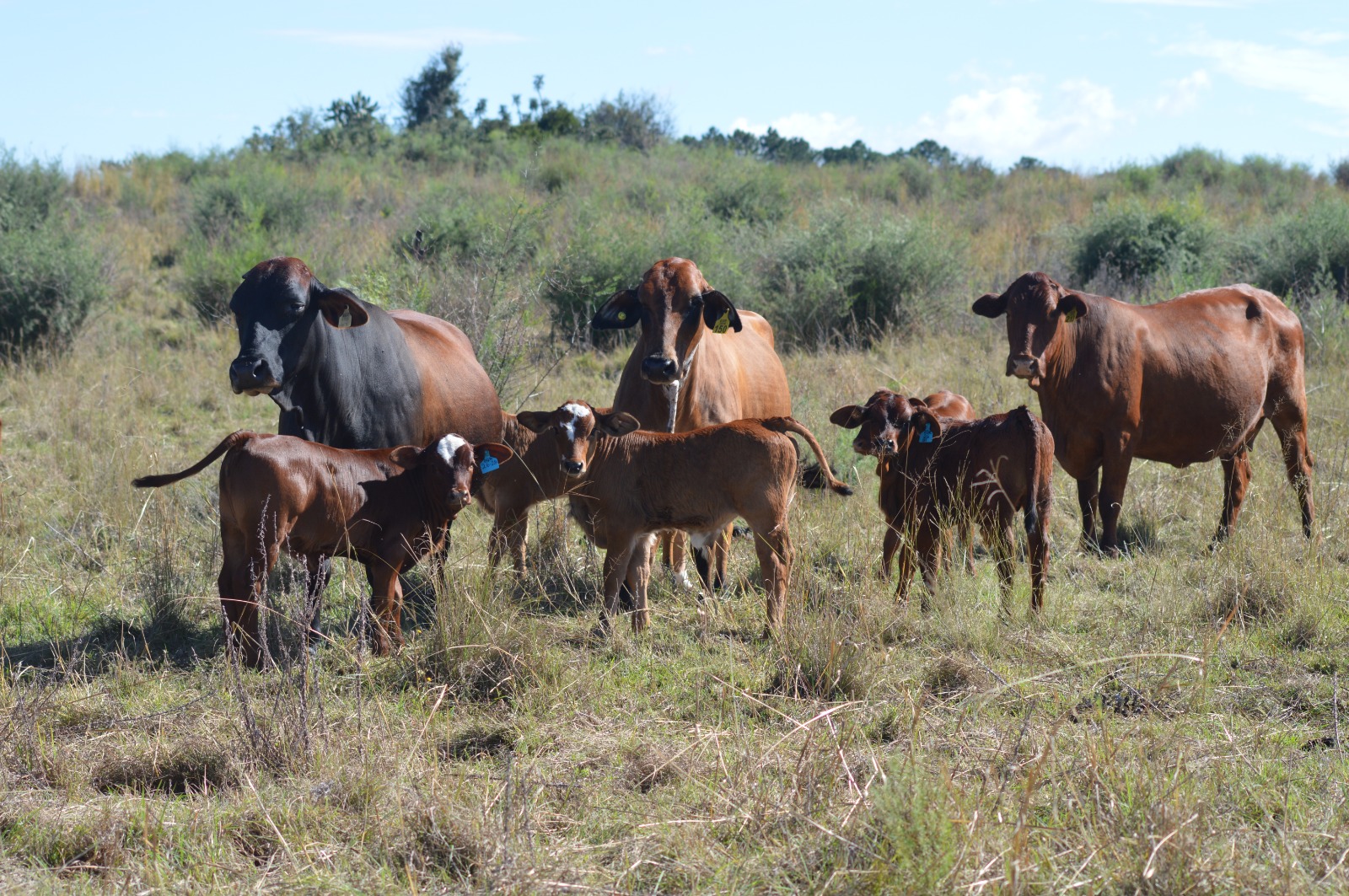 Cow herd at water