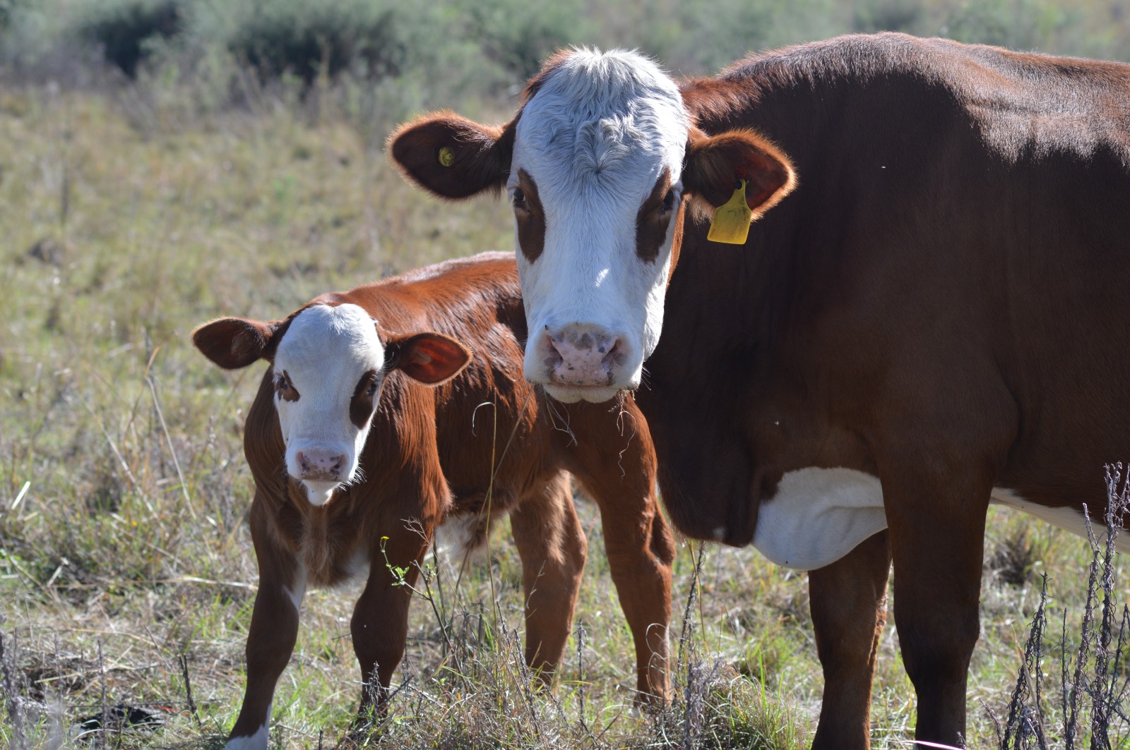 Breeding Cow Group A — 56 head