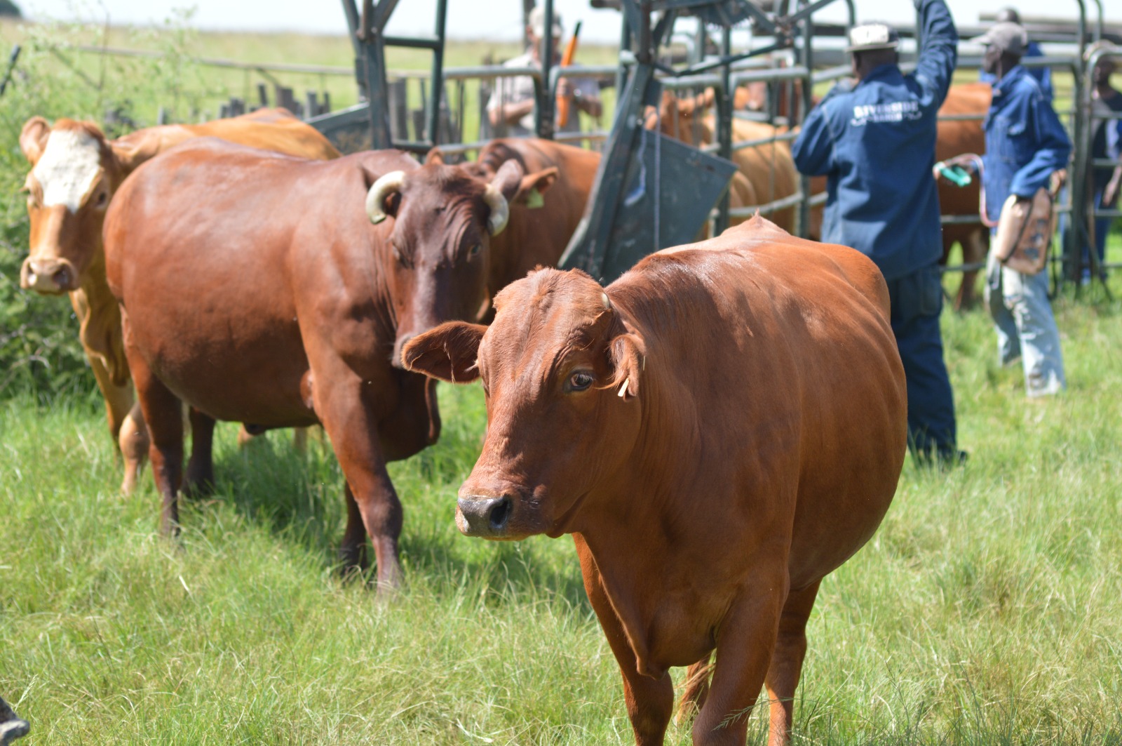 Commercial Cattle