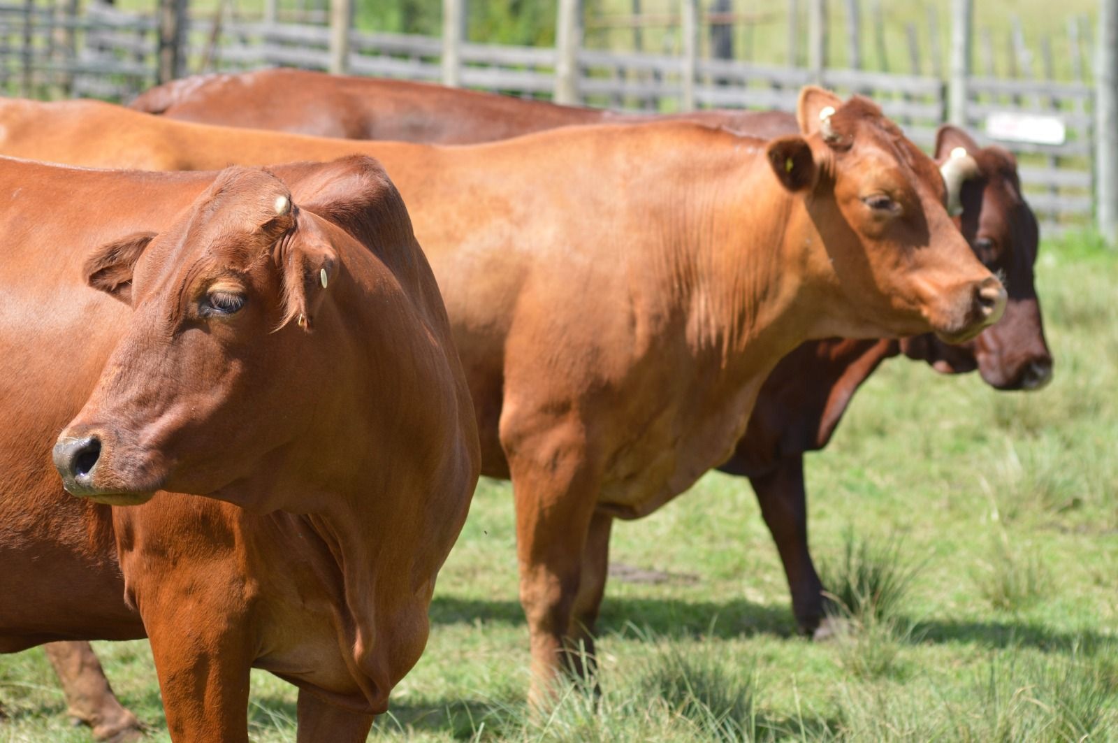 Cow group overview