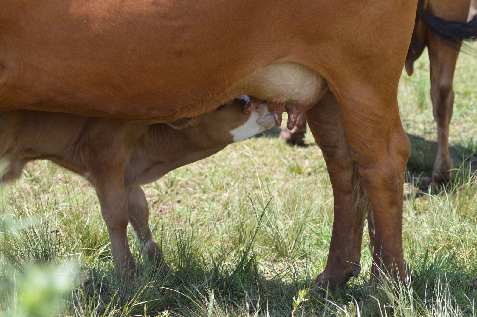 Cows on veld