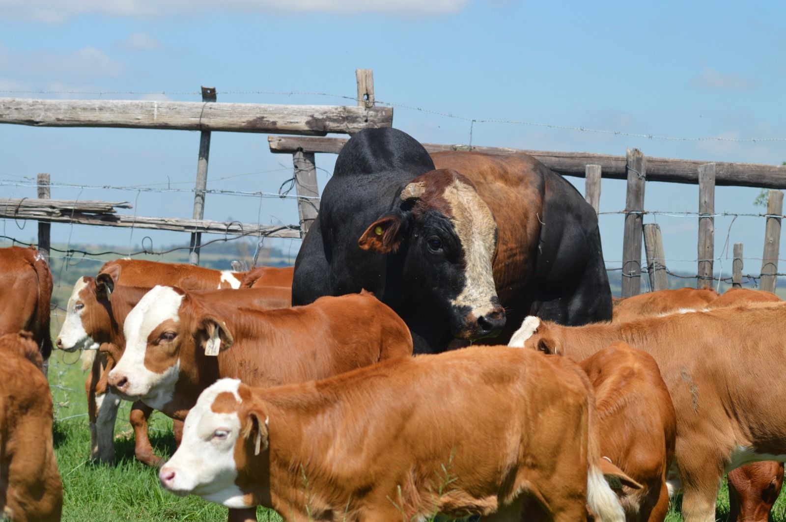 Calves — 48 head