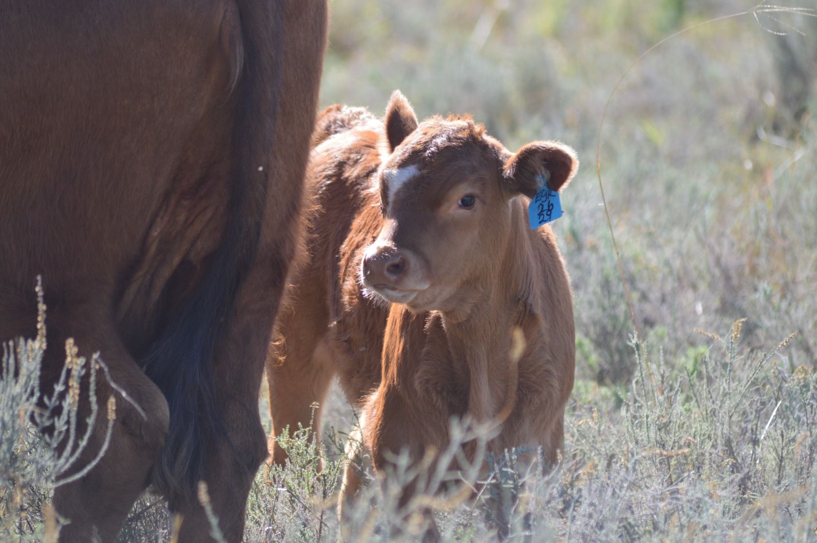 Individual weaner