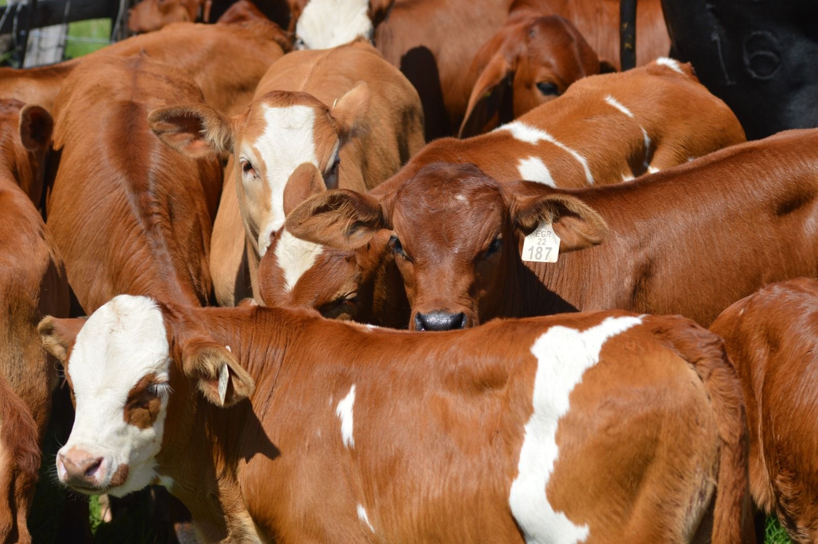 Weaners at water