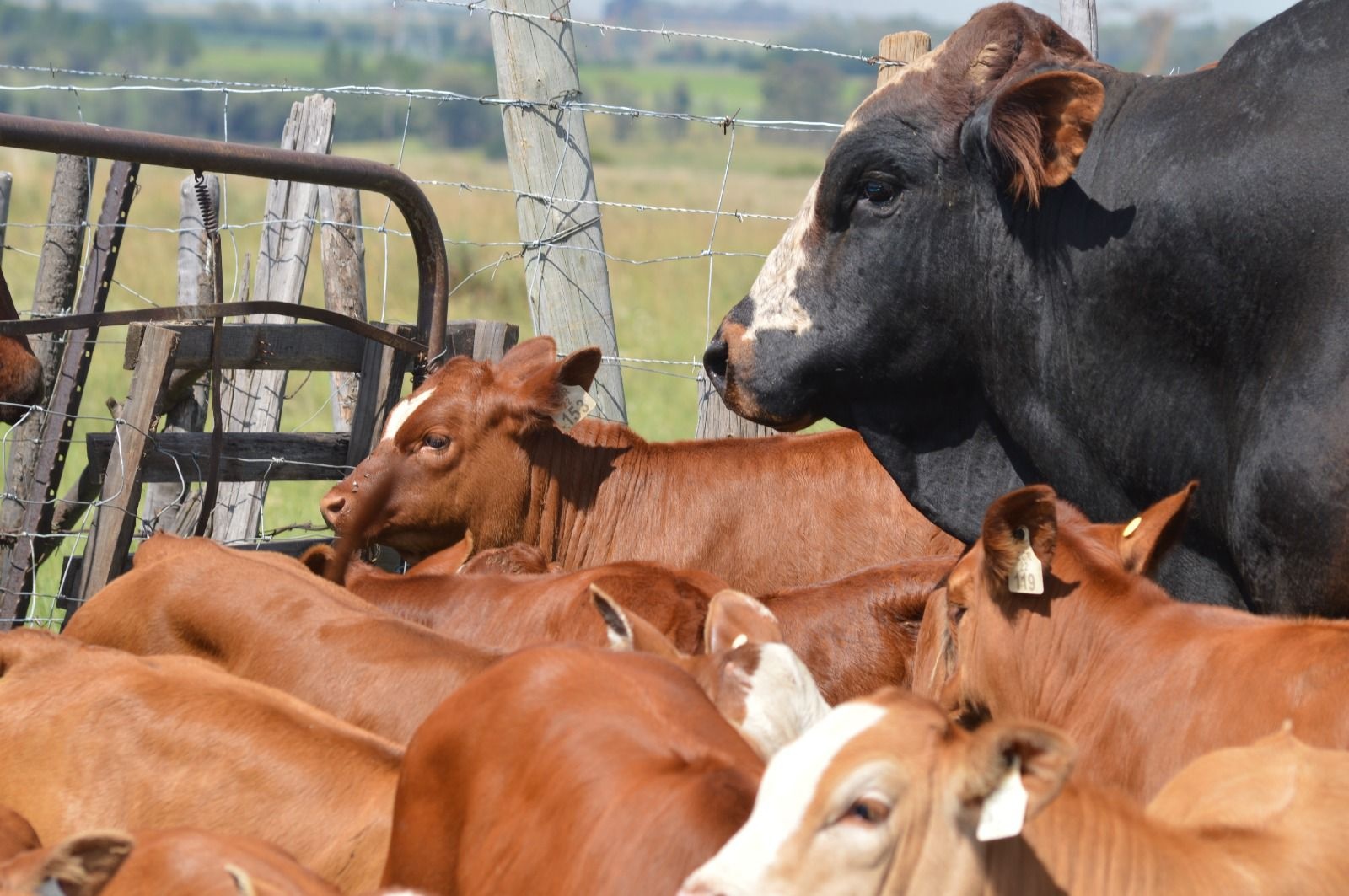 Weaner close-up