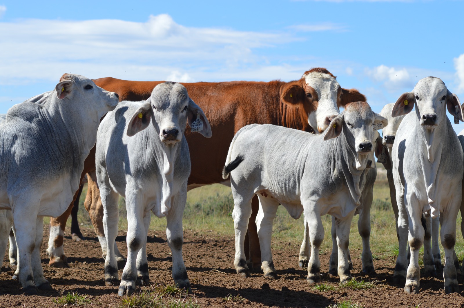 Recipient cows