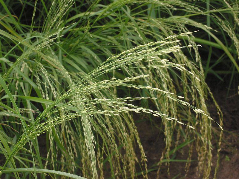 Eragrostis / Mix close