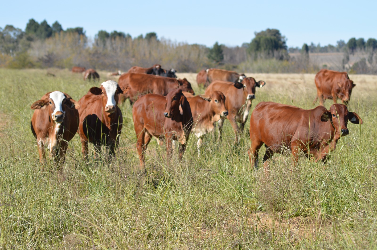 Simmental cross close