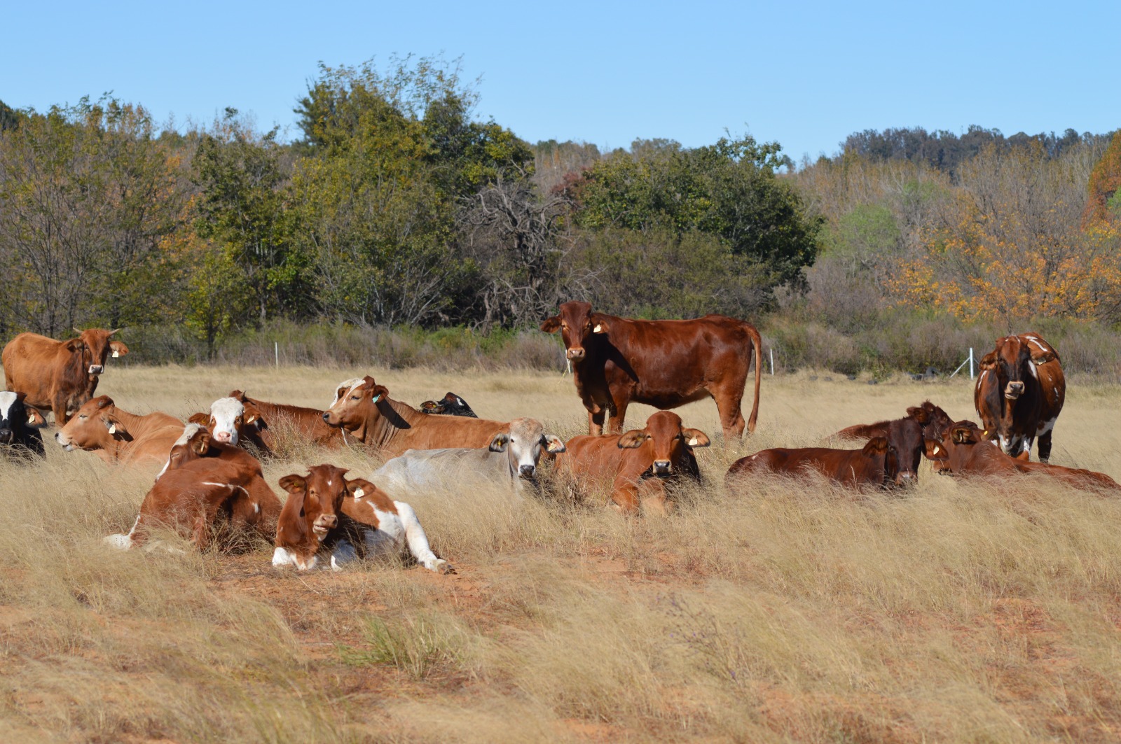 Simmental cross profile