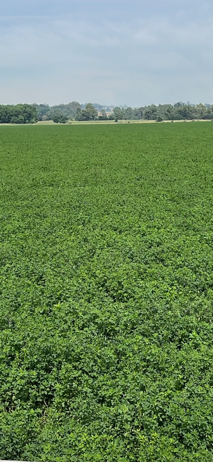 Lucerne bales
