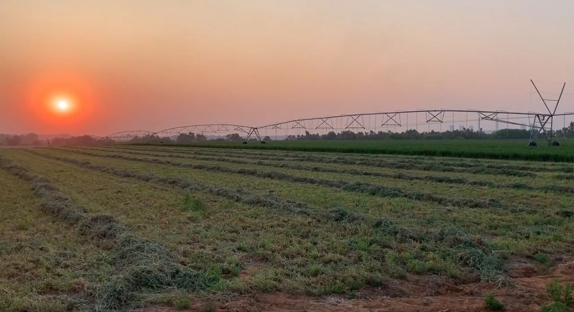Lucerne (Alfalfa) Hay — Riverside Ranch