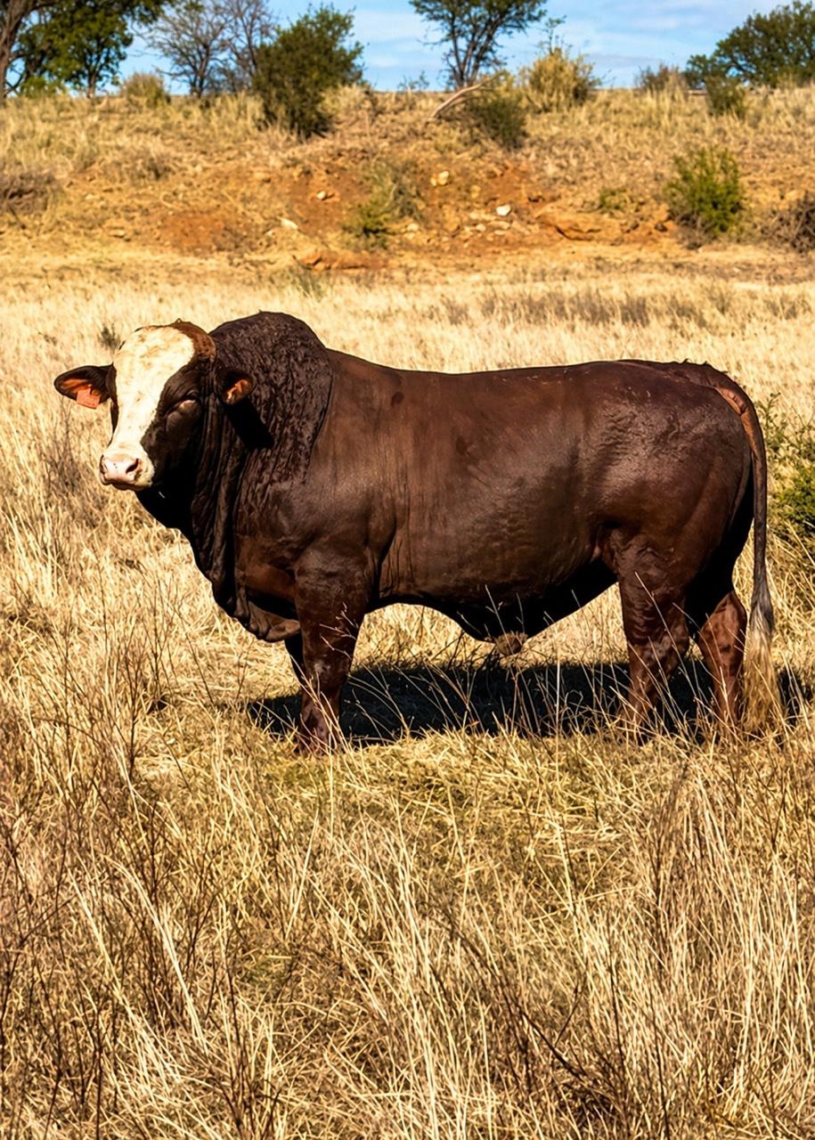 Simbra Bull — Riverside Ranch