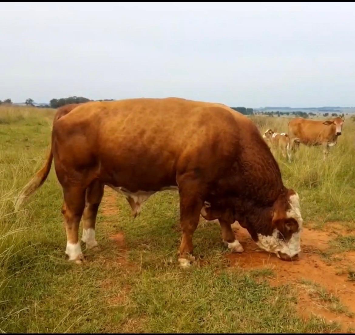 Simmentaler Bull — Riverside Ranch