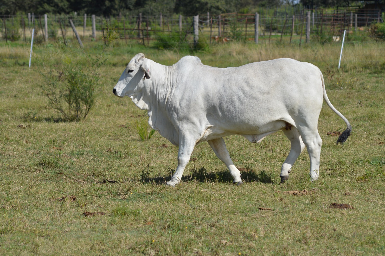 Amara rear