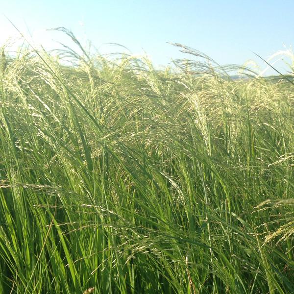 Teff Hay — Riverside Ranch