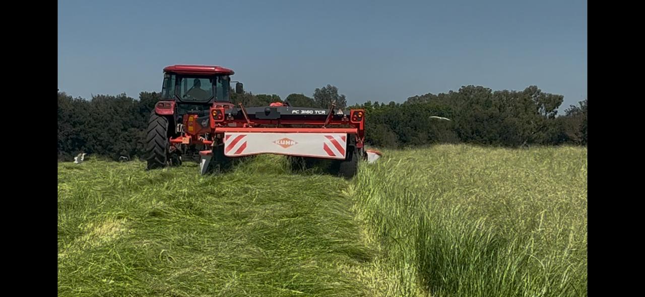 Teff bales