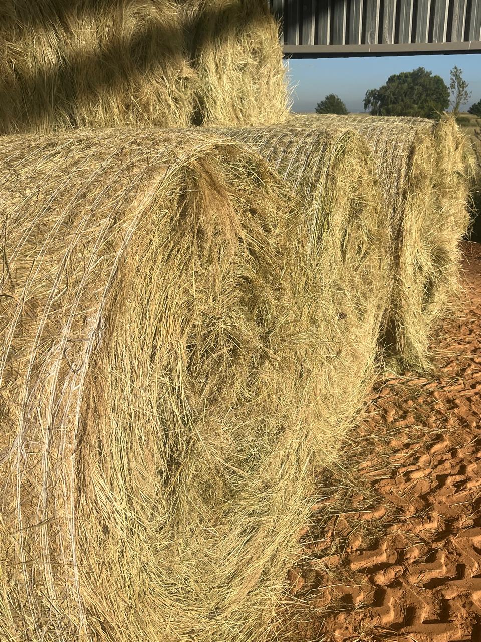Teff close