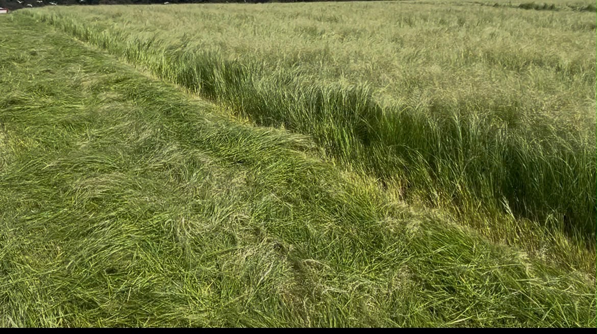 Teff harvest